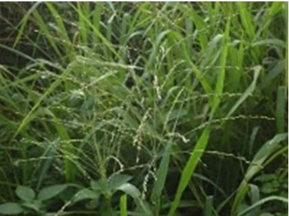 Algunas plantas tóxicas para el ganado lechero - Image 1