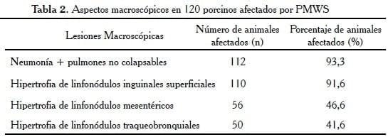 Hallazgos Histopatológicos, Hibridización in situ y Estudio Ultraestructural del Síndrome de Emaciación Multisistémico Porcino (PMWS) en Granjas en Venezuela - Image 10