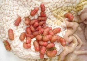 Infestaciones parasitarias en los caballos - Image 4