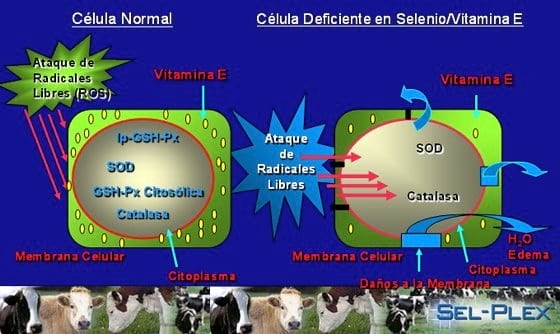 Efecto de la suplementación de selenio levadura (Sel-Plex™) sobre el rendimiento y la calidad de la carne de novillos - Image 3