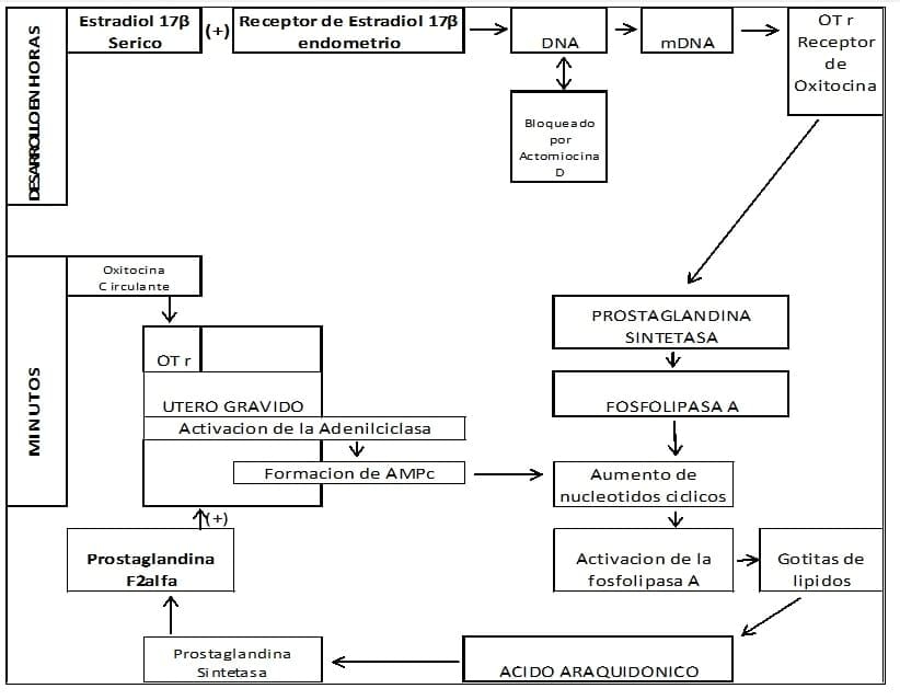 Fisiopatología del Puerperio Bovino - Image 3