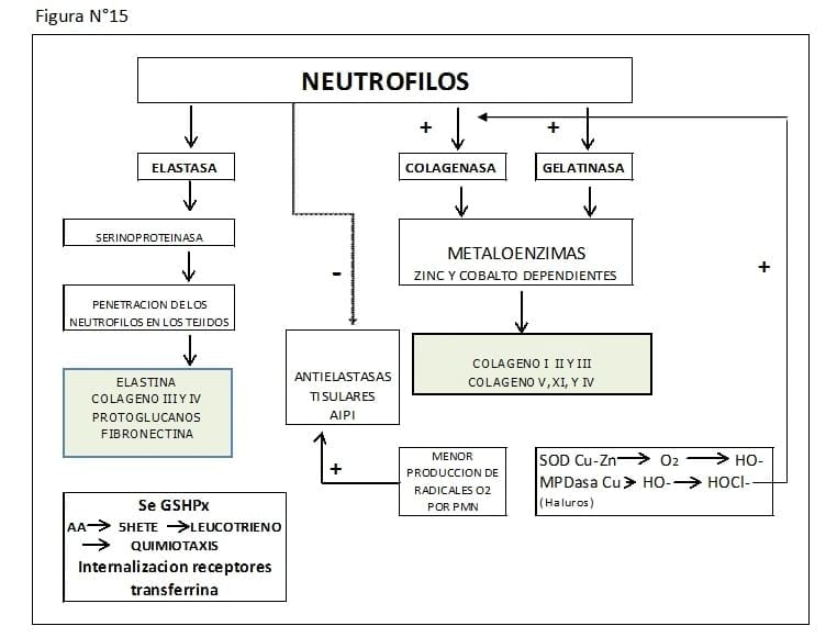 Fisiopatología del Puerperio Bovino - Image 29