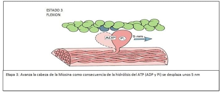 Fisiopatología del Puerperio Bovino - Image 13