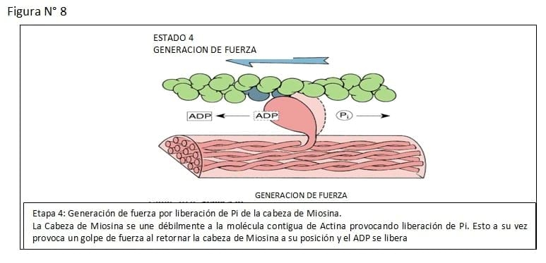 Fisiopatología del Puerperio Bovino - Image 15