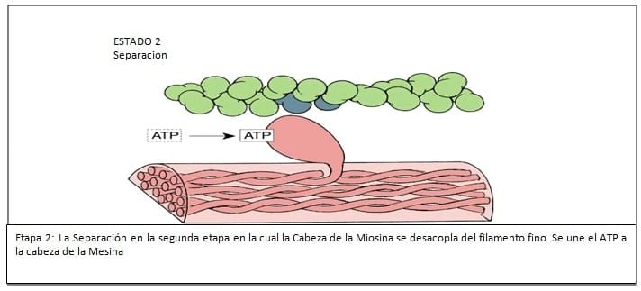 Fisiopatología del Puerperio Bovino - Image 11