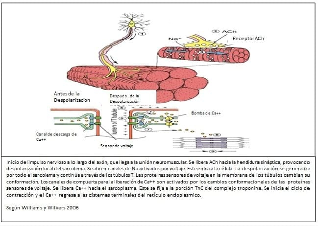 Fisiopatología del Puerperio Bovino - Image 21