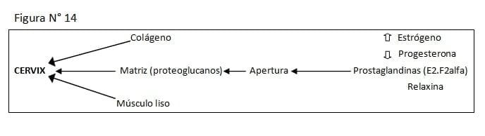 Fisiopatología del Puerperio Bovino - Image 27