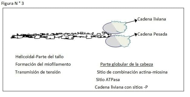 Fisiopatología del Puerperio Bovino - Image 5