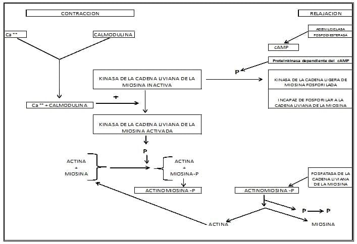 Fisiopatología del Puerperio Bovino - Image 23