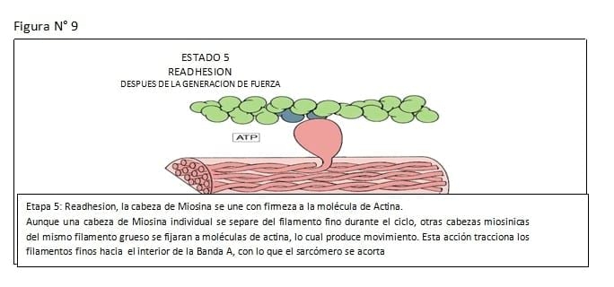Fisiopatología del Puerperio Bovino - Image 17
