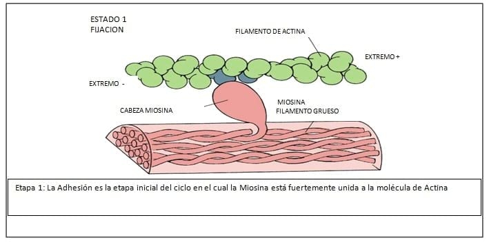 Fisiopatología del Puerperio Bovino - Image 9