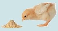 Enzimas en la alimentación animal - Image 2
