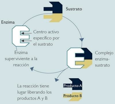 Enzimas en la alimentación animal - Image 1