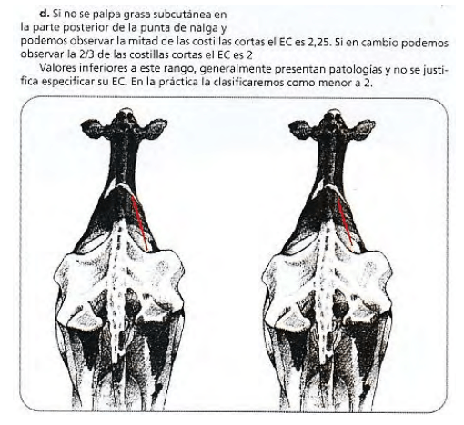 Estimación del estado corporal, una herramienta útil al alcance de todos - Image 4