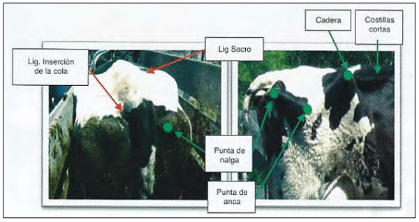 Estimación del estado corporal, una herramienta útil al alcance de todos - Image 1