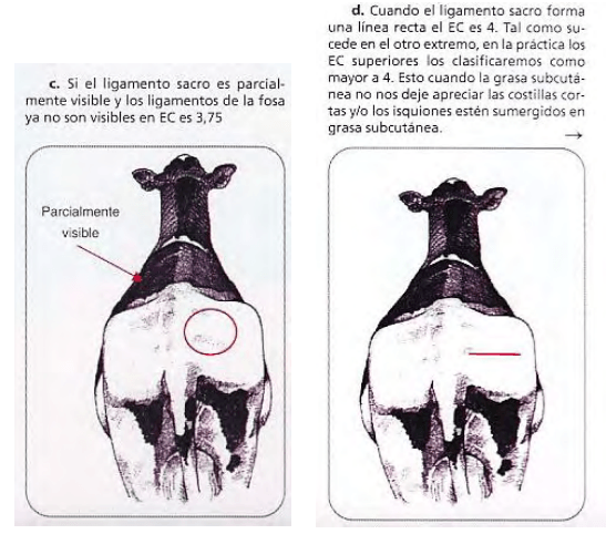 Estimación del estado corporal, una herramienta útil al alcance de todos - Image 6