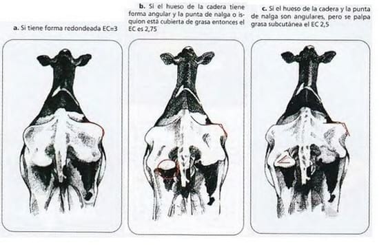 Estimación del estado corporal, una herramienta útil al alcance de todos - Image 3