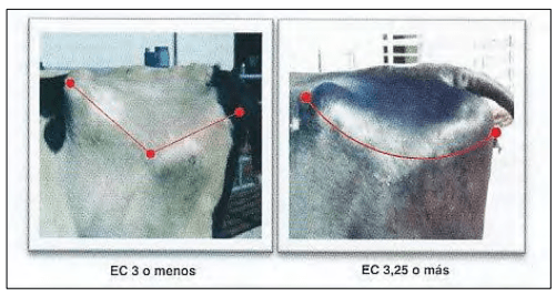 Estimación del estado corporal, una herramienta útil al alcance de todos - Image 2