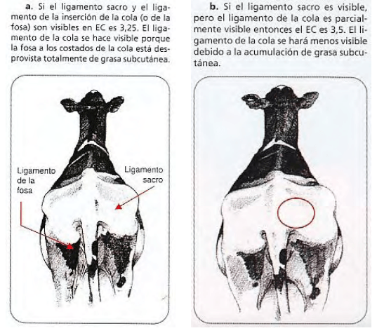 Estimación del estado corporal, una herramienta útil al alcance de todos - Image 5