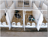 Instalaciones y manejo para terneras recien nacidas - al destete. Sistemas intensivos - Image 9