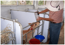 Instalaciones y manejo para terneras recien nacidas - al destete. Sistemas intensivos - Image 11