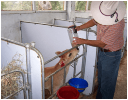 Instalaciones y manejo para terneras recien nacidas - al destete. Sistemas intensivos - Image 2