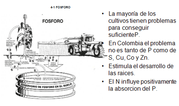 Consideraciones generales sobre la suplementación de sales minerales - Image 2