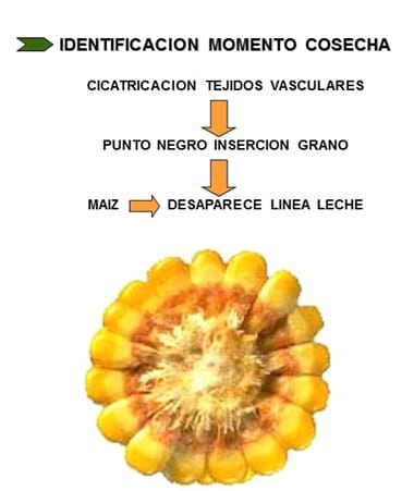 Nutrición Bovina: Ensilaje de Grano Húmedo - Image 7