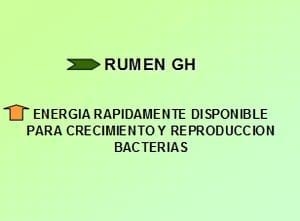 Nutrición Bovina: Ensilaje de Grano Húmedo - Image 1