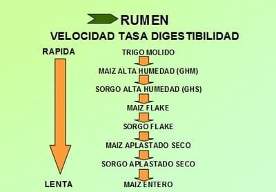 Nutrición Bovina: Ensilaje de Grano Húmedo - Image 11