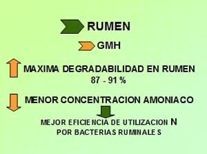 Nutrición Bovina: Ensilaje de Grano Húmedo - Image 10