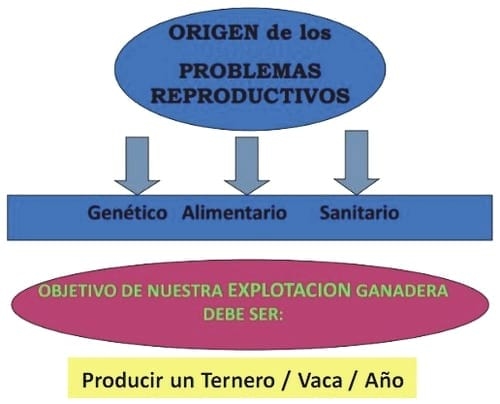 Los Minerales en la Reproducción Bovina - Image 1