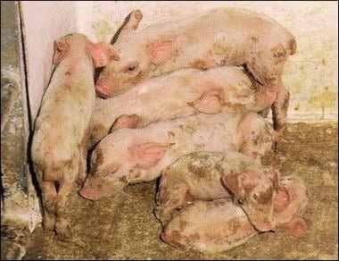Colibacilosis porcina neonatal - Image 4