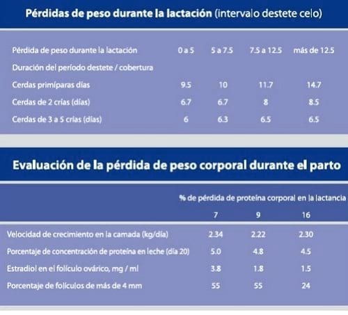 Influencia de la alimentación en la productividad de la cerda - Image 2