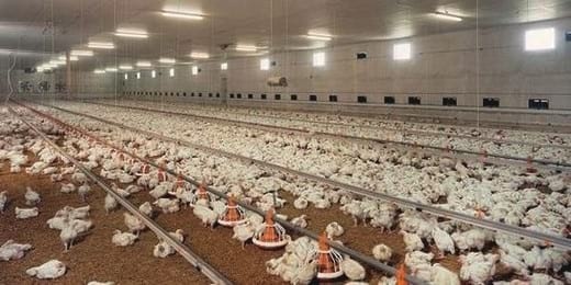 El butirato sódico de liberación gradual asegura la protección frente a Salmonella - Image 2