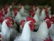 El butirato sódico de liberación gradual asegura la protección frente a Salmonella - Image 3