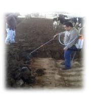 Niveles de Amoniaco en camas de recría, Prueba de campo con Oxynova - Image 6