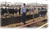Niveles de Amoniaco en camas de recría, Prueba de campo con Oxynova - Image 3