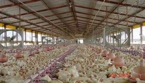 Imagen del articulo Estrés por calor en el Pollo de Engorda