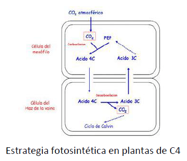 Utilización de la Grama Rhodes para el mejoramiento de bajos en la Pampa Húmeda - Image 5