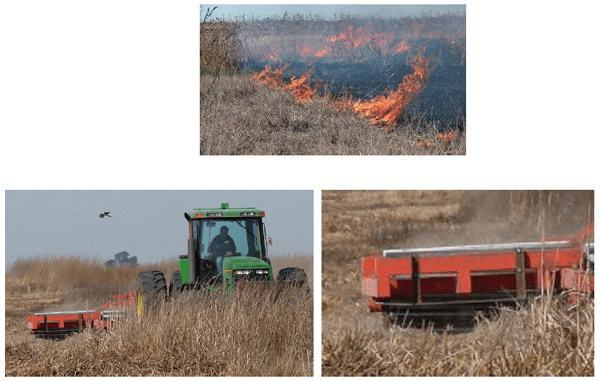 Utilización de la Grama Rhodes para el mejoramiento de bajos en la Pampa Húmeda - Image 10