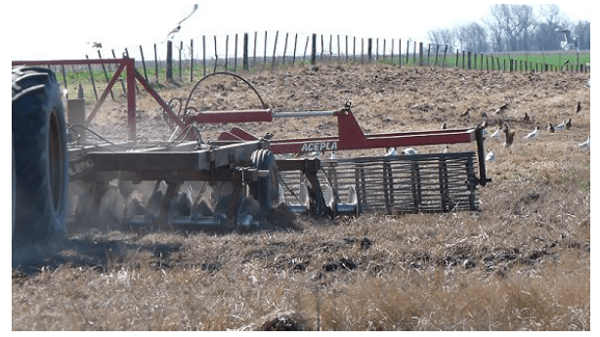 Utilización de la Grama Rhodes para el mejoramiento de bajos en la Pampa Húmeda - Image 11