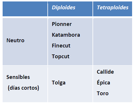 Utilización de la Grama Rhodes para el mejoramiento de bajos en la Pampa Húmeda - Image 9