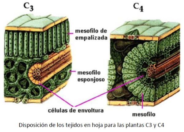 Utilización de la Grama Rhodes para el mejoramiento de bajos en la Pampa Húmeda - Image 7
