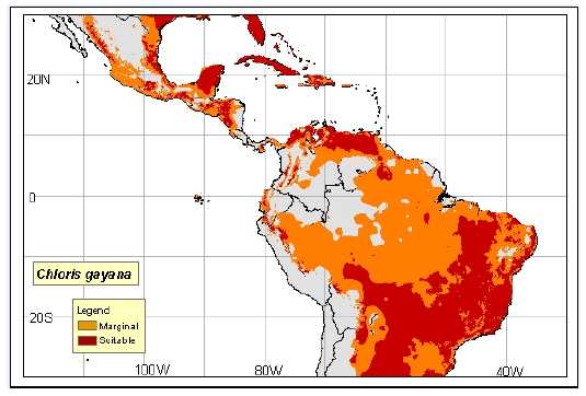 Utilización de la Grama Rhodes para el mejoramiento de bajos en la Pampa Húmeda - Image 2