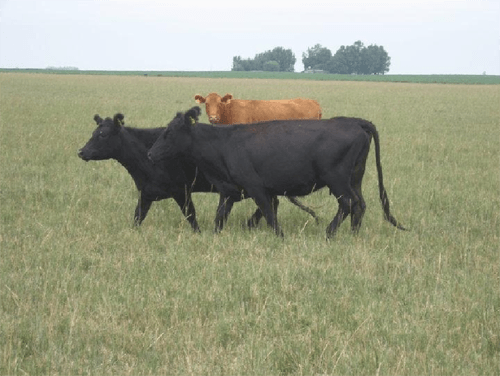 Suplementación del rodeo de cría (Creep feeding) - Image 9