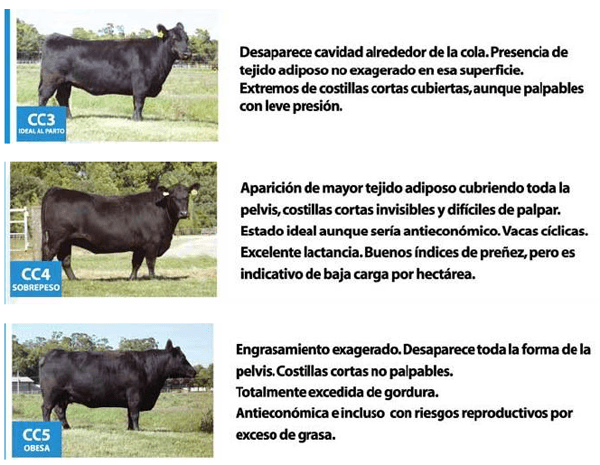 El manejo nutricional en rodeos de cría y su relación con la condición corporal - Image 6