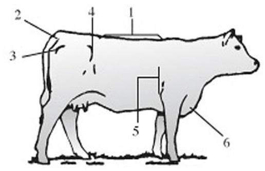El manejo nutricional en rodeos de cría y su relación con la condición corporal - Image 4