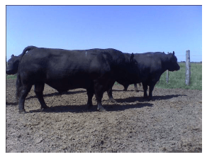 El manejo nutricional en rodeos de cría y su relación con la condición corporal - Image 7