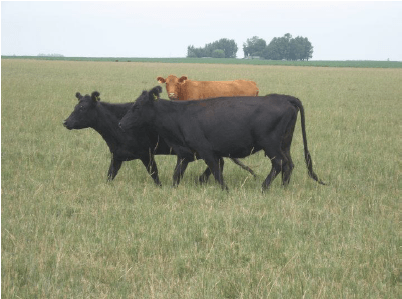 El manejo nutricional en rodeos de cría y su relación con la condición corporal - Image 2